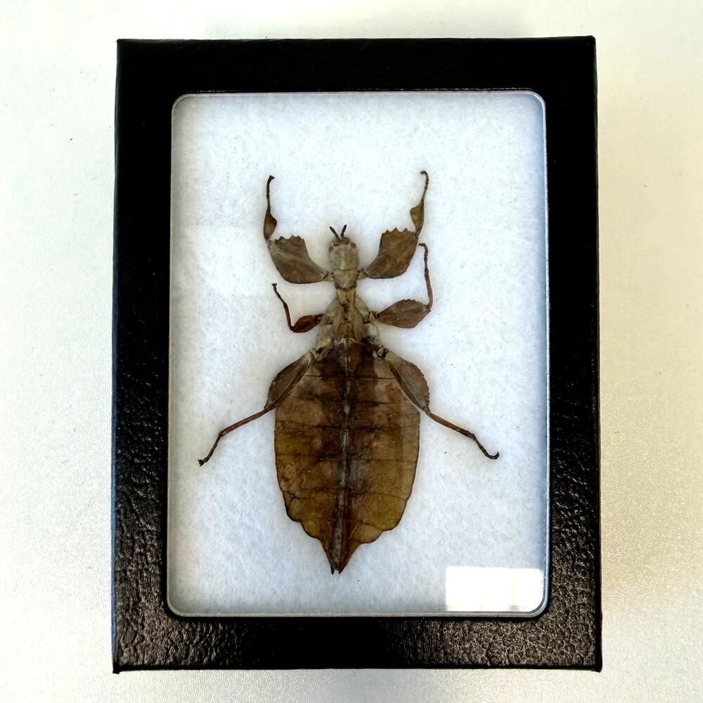 Framed Preserved Real Giant Walking Leaf Insect Wall Decor Art USA 3.25"x4.25"